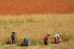 Red earth and peasants during harvest, Pindaya, Burma.