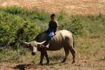 Child on the back of a zebu, Pindaya region, Burma.