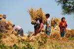 Harvest scene towards Aungnan, Pindaya, Burma.
