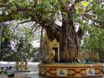 Sacred bodhi tree located at the southeast corner of the Shwedagon Pagoda, Rangoon, Burma.