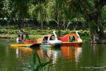 Paddle boats on the lake Kandawgyi, Rangoon, Burma.