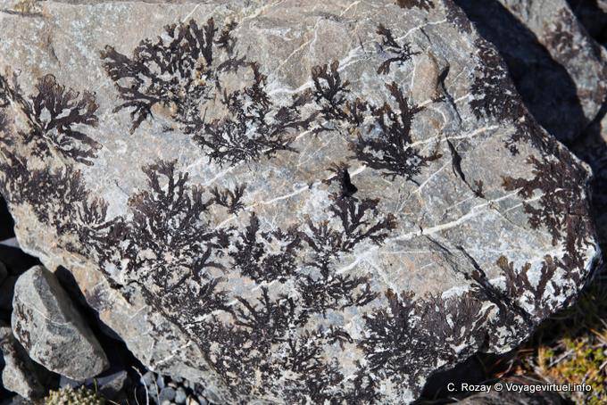 Lichen on stone, Tasman Lake, Canterbury - New Zealand