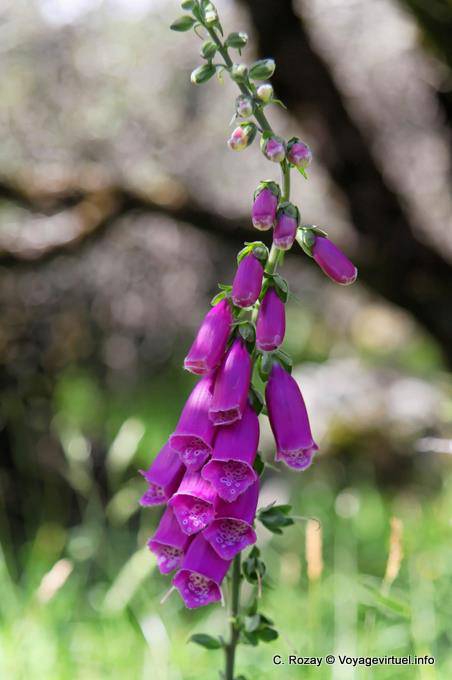 Flowers, Tasman Lake, Canterbury - New Zealand