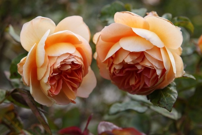 Trevor Griffiths Rose Garden, Timaru, Canterbury - New Zealand