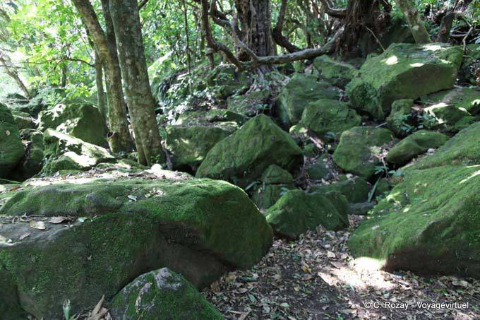 Mossy rocks, Hahei Cathedral Cove Road, Coromandel - New Zealand