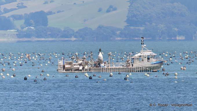 Fishing Boat, Route From Thames, Coromandel - New Zealand