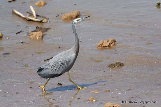 Heron, Katikati - New Zealand