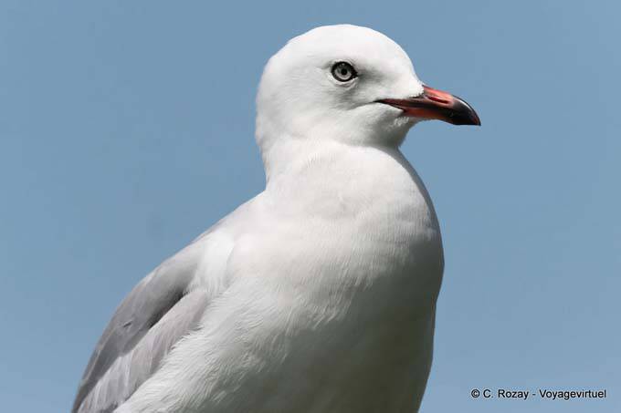 Seagull's eye, Katikati - New Zealand