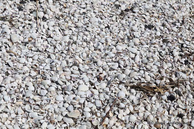 Beach shells, Miranda - New Zealand
