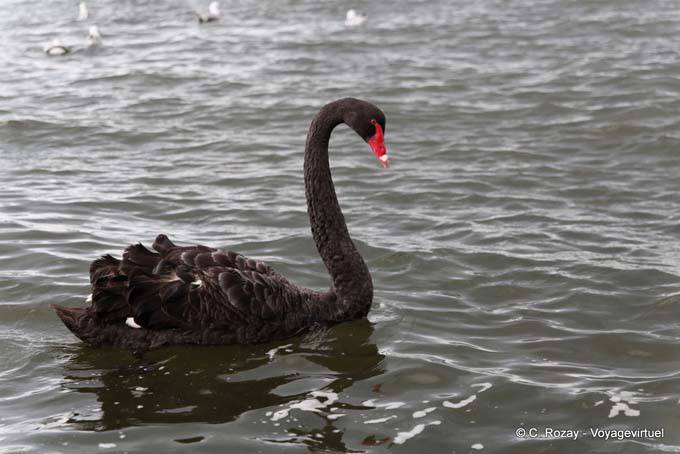 The Lake Black Swan, Rotorua - New Zealand