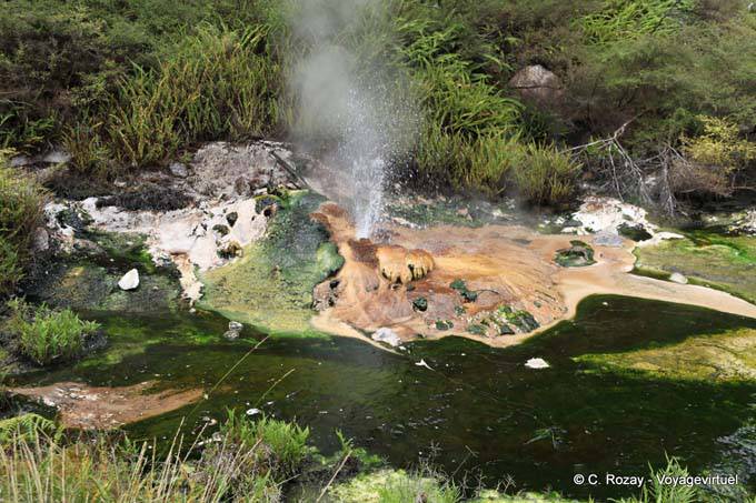 Geyser Tarawera, Waimangu Volcanic Valley, Rotorua - New Zealand
