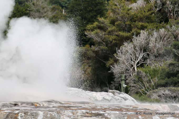 Pohutu Geyser, Whakarewarewa Geyser, Rotorua - New Zealand