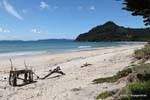 Beach landscape and forest, Coromandel, New Zealand.