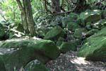 Mossy rocks, Hahei Cathedral Cove Road, Coromandel, New Zealand.