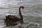 The Lake Black Swan, Rotorua, New Zealand.