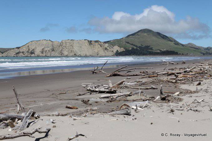 Driftwood on the beach, Anaura Bay, East Cape - New Zealand