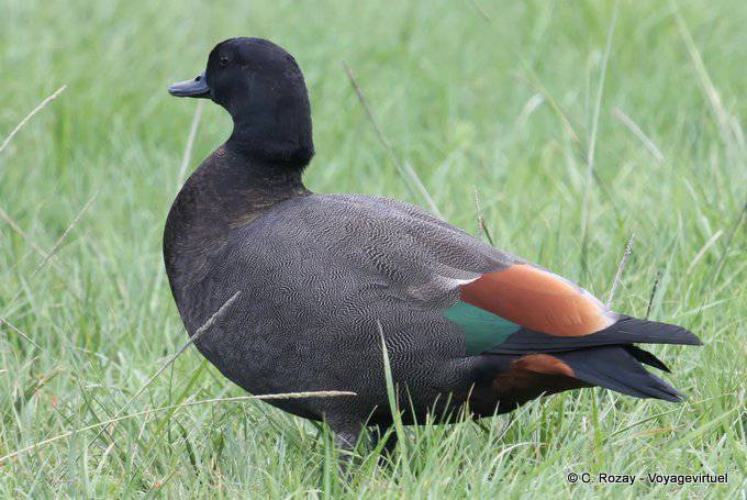 Adult male Ruddy Paradis (Paradise Shelduck) Tokomaru Bay, East Cape - New Zealand