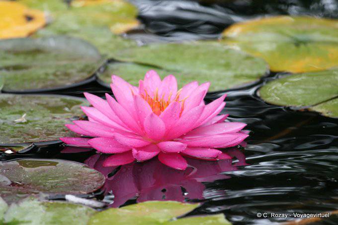 Napier, Nenuphar Rose, East Coast - New Zealand