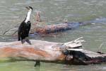 Cormorant on driftwood, Te Araroa, East Cape, New Zealand.