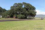 Sanctuary Maori, giant tree, Te Araroa, East Cape, New Zealand.