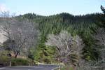 Evergreen forest, Te Araroa Tikitiki Road, East Cape, New Zealand.