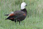 Paradise Shelduck female (Tadorna variegata), Tokomaru Bay, East Cape, New Zealand.