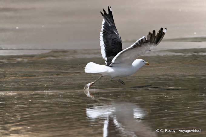 Albatros takeoff, Baylys Beach, Northland - New Zealand