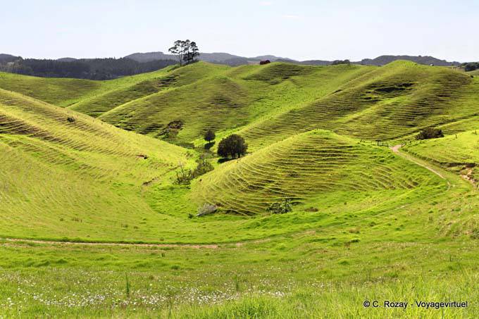 Oakura Road to Bland Bay, Northland - New Zealand