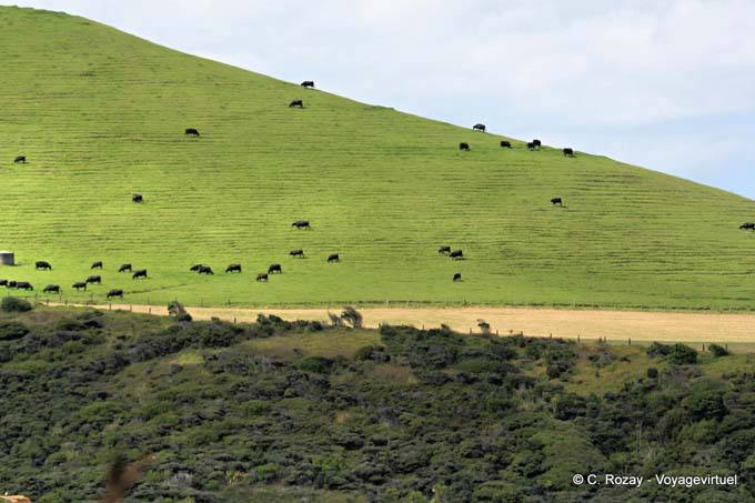 Herd above Omapere, Hokianga Harbour, Oponomi, Northland - New Zealand