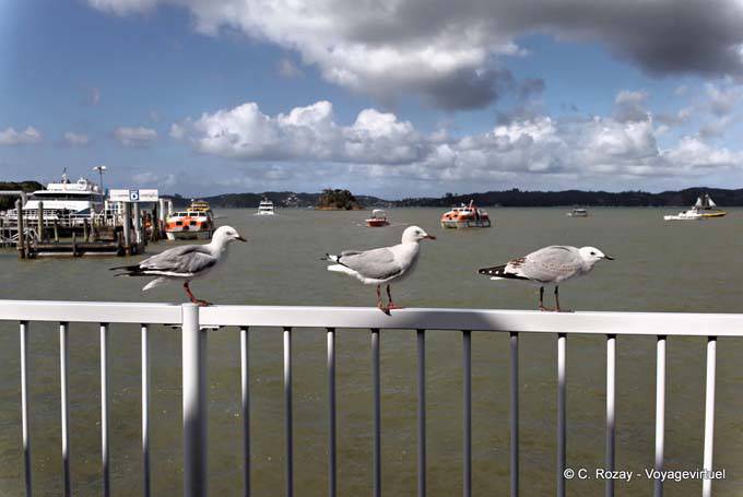 Bird Trio, Paihia, Northland - New Zealand