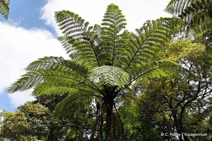 Tree ferns, Waipoua Forest, Northland - New Zealand