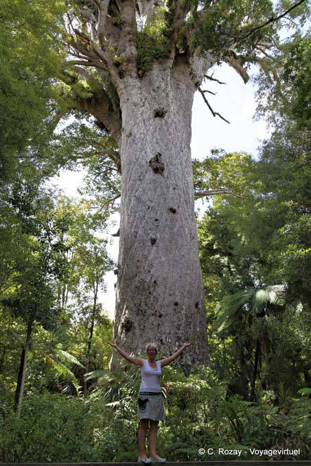 Lord of the Forest (60m x 5m) Tane Mahuta Waipoua Forest, Northland - New Zealand