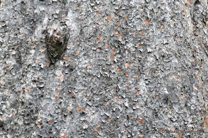 Kauri tree trunk, Tane Mahuta Waipoua Forest, Northland - New Zealand
