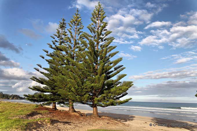 Araucaria front of Sandy Bay, Whananaki, Northland - New Zealand