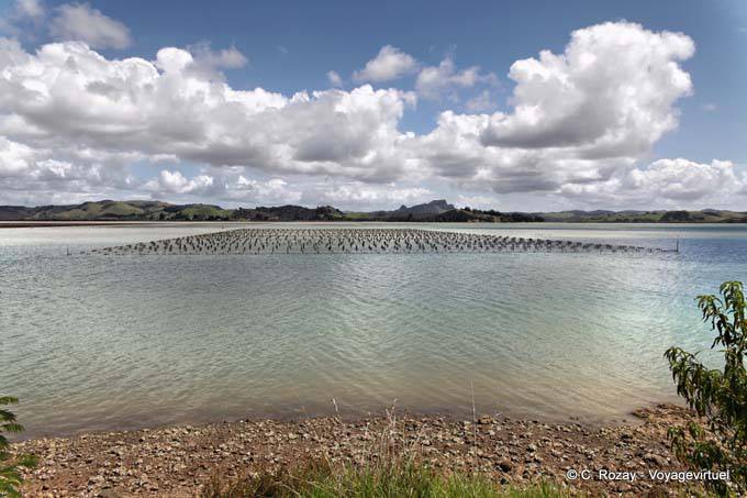 Fishery, Whangaroa, Northland - New Zealand