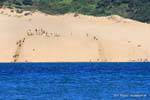 Games on the sand dunes, Hokianga Harbour, Oponomi, Northland, New Zealand.