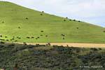 Herd above Omapere, Hokianga Harbour, Oponomi, Northland, New Zealand.