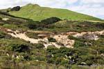 Arai Te Uru-recreation reserve Omapere, Hokianga Harbour Oponomi, Northland, New Zealand.