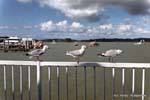 Bird Trio, Paihia, Northland, New Zealand.