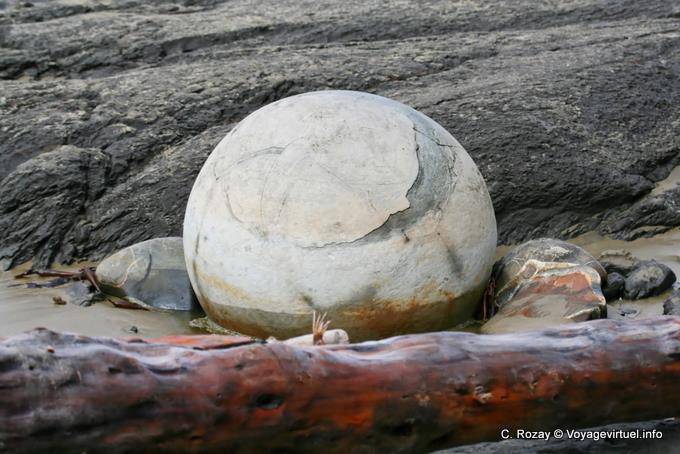 Ball and driftwood Moeraki Boulders Scenic Reserve, Otago - New Zealand