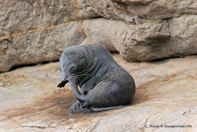 Moeraki Shag Point, Otago - New Zealand