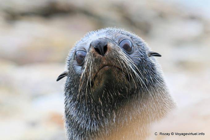 Regard sea lion, Moeraki Shag Point, Otago - New Zealand