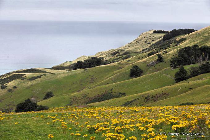 Otago Peninsula, Dunedin Highcliff - New Zealand