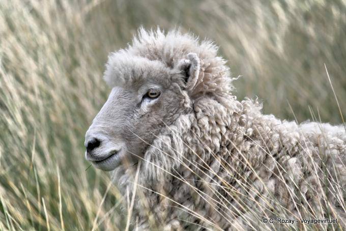 Otago Peninsula, Dunedin Sheep - New Zealand