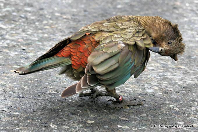 Kea, mountain parrot Kakapo Road to Milford Sound Te Anau, Southland - New Zealand