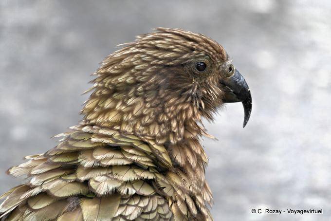 Parrot Head Kea Kakapo Road to Milford Sound Te Anau, Southland - New Zealand
