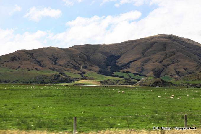 Mountains and sheep, Queenstown Road to Invercargill, Southland - New Zealand