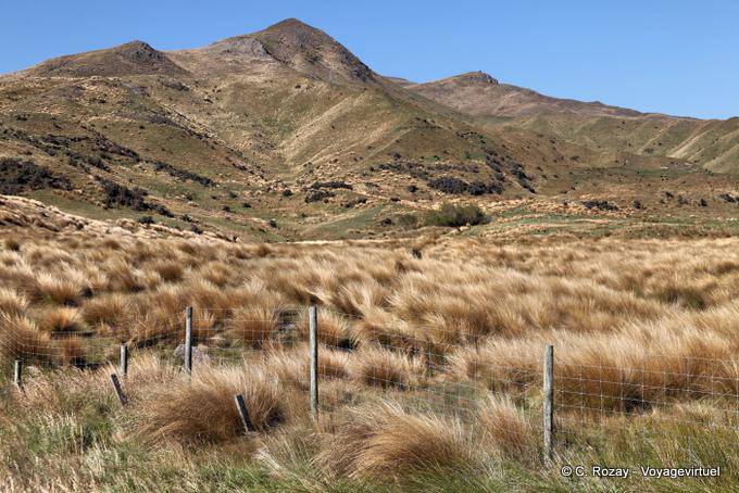 Lande grassy Road From Te Anau to Lumsden, Southland - New Zealand