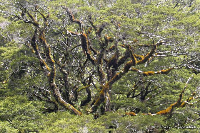 Tree covered with lichens to Lake Gunn, Road to Milford Sound Te Anau, Southland - New Zealand