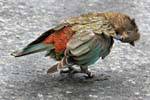 Kea, mountain parrot Kakapo Road to Milford Sound Te Anau, Southland, New Zealand.